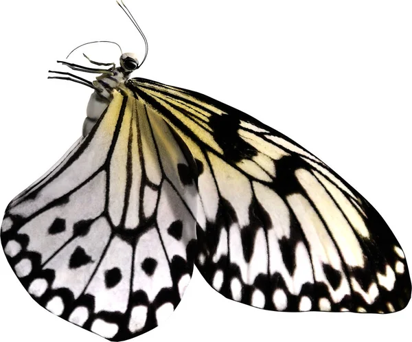 Zbliżenie Papierowy Latawiec Motyl Izolowane Białym Tle Renderowania — Zdjęcie stockowe