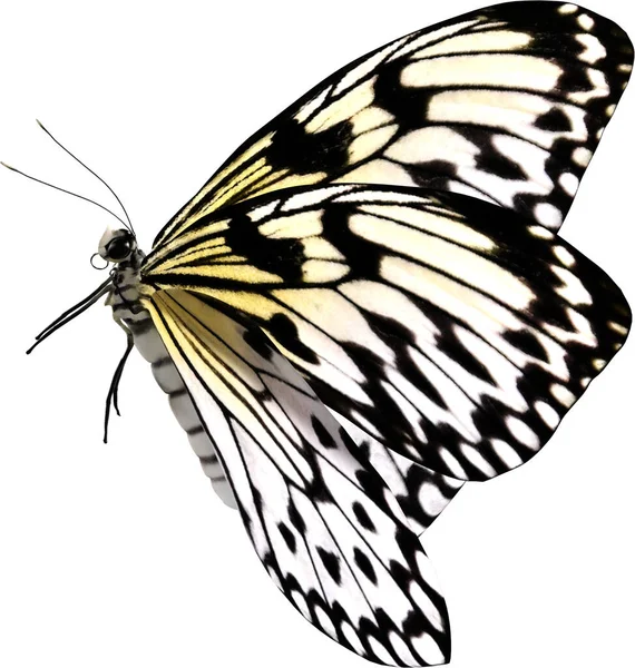 基于白色背景3D渲染的纸风筝蝴蝶特写 — 图库照片