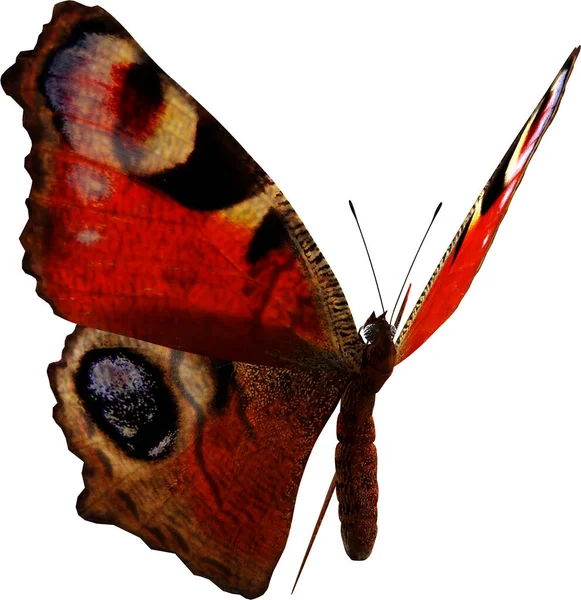 孔雀蝴蝶3D的特写在白色背景下被隔离 — 图库照片