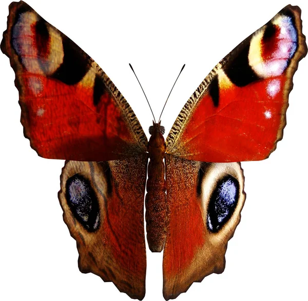 孔雀蝴蝶3D的特写在白色背景下被隔离 — 图库照片