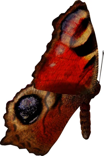Primer Plano Una Mariposa Del Pavo Real Renderizado Aislado Sobre — Foto de Stock
