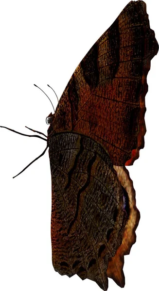 Closeup Ενός Παγώνι Πεταλούδα Καθιστούν Απομονωμένο Λευκό Φόντο — Φωτογραφία Αρχείου