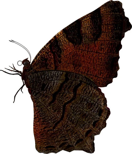 Detailní Záběr Páva Motýla Vykreslení Izolované Bílém Pozadí — Stock fotografie