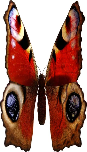 Closeup Ενός Παγώνι Πεταλούδα Καθιστούν Απομονωμένο Λευκό Φόντο — Φωτογραφία Αρχείου
