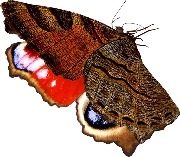 白い背景に隔離された孔雀の蝶の3Dレンダリングの閉鎖 — ストック写真