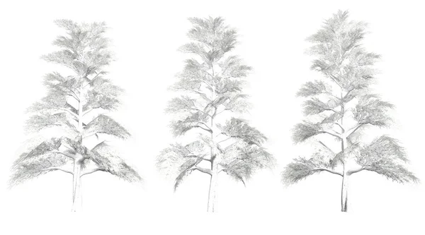 孤立的冬季松树 — 图库照片