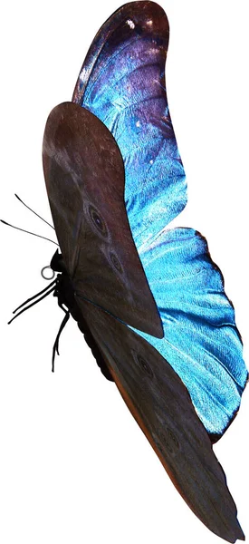Μπλε Πεταλούδα Morpho Closeup Καθιστούν Απομονωμένο Λευκό Φόντο Royalty Free Φωτογραφίες Αρχείου