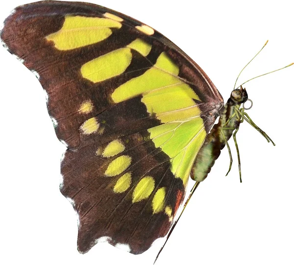 Closeup Της Πεταλούδας Μαλαχίτη Καθιστούν Απομονωμένη Λευκό Φόντο Εικόνα Αρχείου