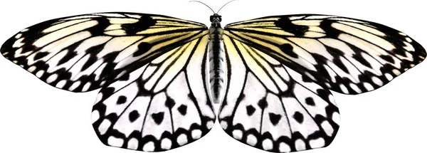 Closeup Του Χαρταετού Πεταλούδα Απομονωμένη Λευκό Φόντο Καθιστούν Royalty Free Εικόνες Αρχείου