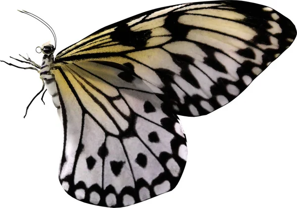 Closeup Του Χαρταετού Πεταλούδα Απομονωμένη Λευκό Φόντο Καθιστούν Εικόνα Αρχείου