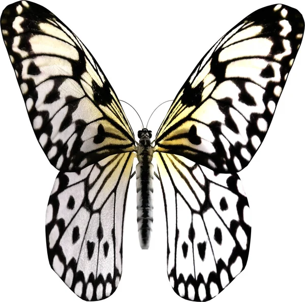 Closeup Του Χαρταετού Πεταλούδα Απομονωμένη Λευκό Φόντο Καθιστούν Φωτογραφία Αρχείου
