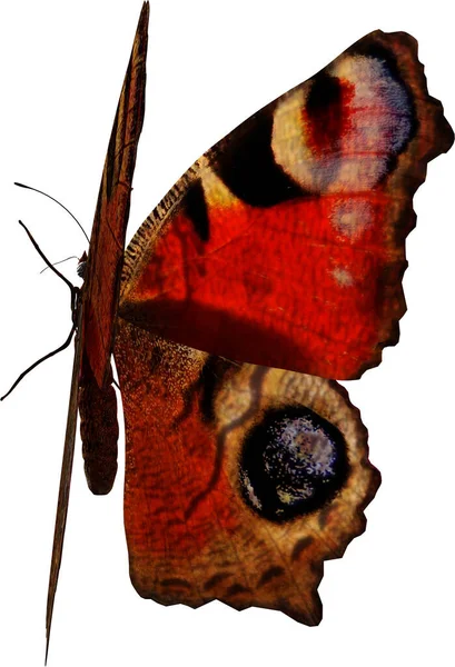 Closeup Ενός Παγώνι Πεταλούδα Καθιστούν Απομονωμένο Λευκό Φόντο Εικόνα Αρχείου