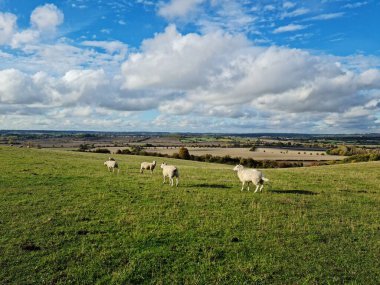 Low Angle View of Sheep at Agricultural Farm of England