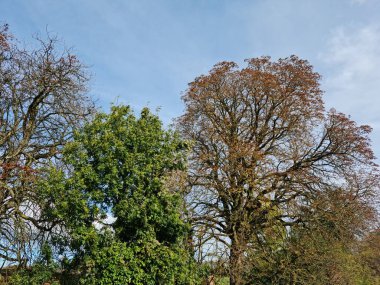 Yerel Park 'taki Ağaçların ve Dalların Düşük Açı Görünümü