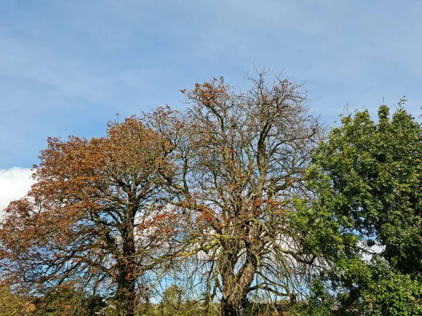 Laag Hoekzicht Bomen Takken Bij Local Park — Stockfoto
