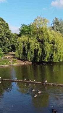 Güzel ve Sevimli Su Kuşları Yerel Park Gölü 'nde Soğuk ve Güneşli Günün tadını çıkarıyor
