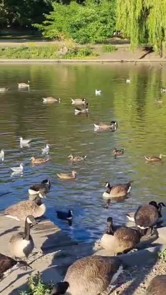 美しくかわいい水の鳥たちが地元の公園の湖で寒さと晴れの日を楽しんでいます — ストック動画