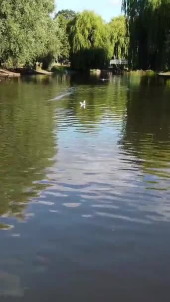 Güzel Sevimli Kuşları Yerel Park Gölü Nde Soğuk Güneşli Günün — Stok video
