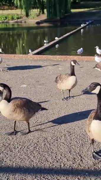 Aves Aquáticas Bonitas Fofas Estão Desfrutando Dia Frio Ensolarado Lago — Vídeo de Stock