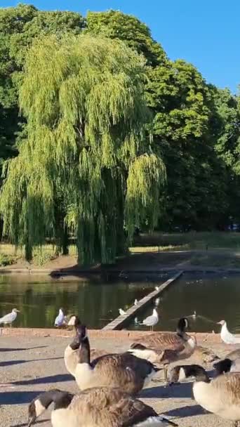 Krásné Roztomilé Vodní Ptáci Těší Studený Slunečný Den Místním Parku — Stock video