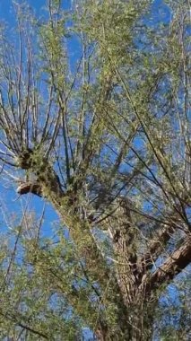 Güzel ve Sevimli Su Kuşları Yerel Park Gölü 'nde Soğuk ve Güneşli Günün tadını çıkarıyor