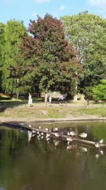 Güzel ve Sevimli Su Kuşları Yerel Park Gölü 'nde Soğuk ve Güneşli Günün tadını çıkarıyor