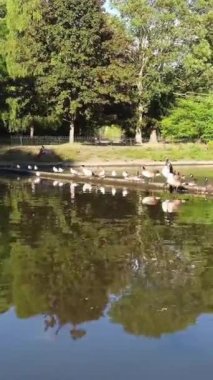 Güzel ve Sevimli Su Kuşları Yerel Park Gölü 'nde Soğuk ve Güneşli Günün tadını çıkarıyor