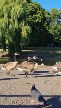 Güzel ve Sevimli Su Kuşları Yerel Park Gölü 'nde Soğuk ve Güneşli Günün tadını çıkarıyor