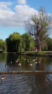 Güzel ve Sevimli Su Kuşları Yerel Park Gölü 'nde Soğuk ve Güneşli Günün tadını çıkarıyor