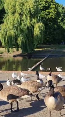 Güzel ve Sevimli Su Kuşları Yerel Park Gölü 'nde Soğuk ve Güneşli Günün tadını çıkarıyor