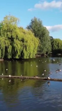 Güzel ve Sevimli Su Kuşları Yerel Park Gölü 'nde Soğuk ve Güneşli Günün tadını çıkarıyor