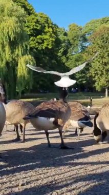 Güzel ve Sevimli Su Kuşları Yerel Park Gölü 'nde Soğuk ve Güneşli Günün tadını çıkarıyor