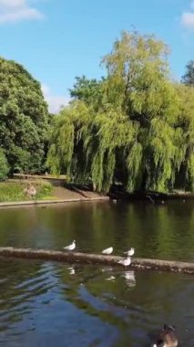 Güzel ve Sevimli Su Kuşları Yerel Park Gölü 'nde Soğuk ve Güneşli Günün tadını çıkarıyor