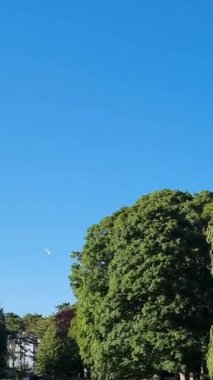 Güzel ve Sevimli Su Kuşları Yerel Park Gölü 'nde Soğuk ve Güneşli Günün tadını çıkarıyor