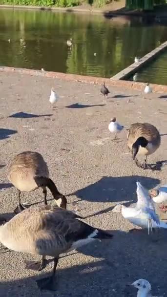 Aves Aquáticas Bonitas Fofas Estão Desfrutando Dia Frio Ensolarado Lago — Vídeo de Stock