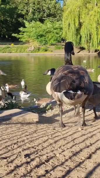 Hermosas Lindas Aves Acuáticas Disfrutan Día Frío Soleado Lago Del — Vídeos de Stock