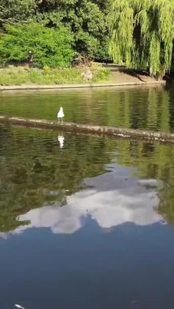 美丽可爱的水鸟在当地公园的湖畔享受寒冷和阳光的日子 — 图库视频影像