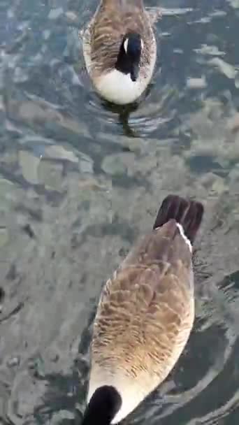 Hermosas Lindas Aves Acuáticas Disfrutan Día Frío Soleado Lago Del — Vídeo de stock
