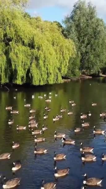 Krásné Roztomilé Vodní Ptáci Těší Studený Slunečný Den Místním Parku — Stock video