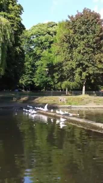 Beautiful Cute Water Birds Enjoying Cold Sunny Day Local Park — Stock Video