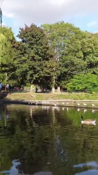 美丽可爱的水鸟在当地公园的湖畔享受寒冷和阳光的日子 — 图库视频影像