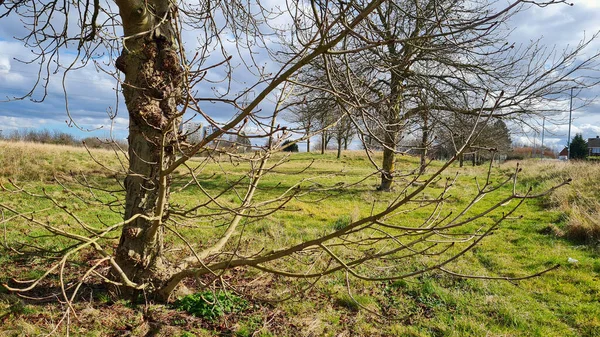 Bedford City Deki Güz Ağaçları Yerel Kamu Parkı Güzel Güneşli — Stok fotoğraf