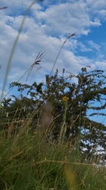 İngiltere 'nin Luton kasabasındaki yerel halk parkının yüksek açılı görüntüleri.