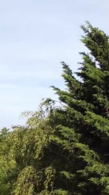 İngiltere 'nin Luton kasabasındaki yerel halk parkının yüksek açılı görüntüleri.
