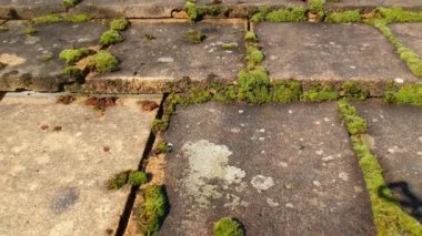 Asfalt çatlaklarında büyüyen yosun. 