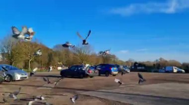 BİRLİK KINGDOM, ENGLAND, LUTON - 18 HAZİRAN 2023: Leagrave Tren İstasyonu yakınlarındaki yerel bir otoparkta kuş sürüsü besleniyor ve uçuyor. Yavaş Hareket 