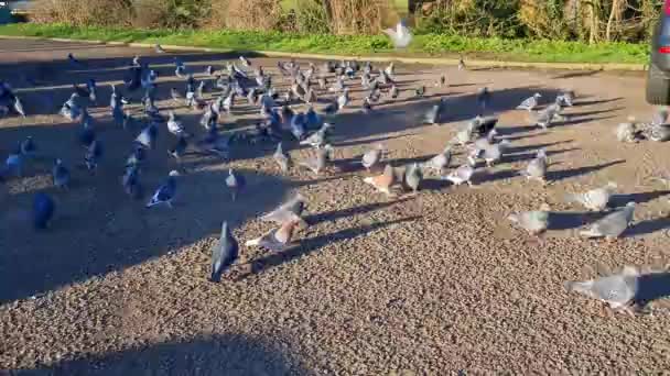 United Kingdom England Luton 18Th January 2023 Flock Birds Feeding — Stock Video