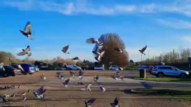 Reino Unido Inglaterra Luton Enero 2023 Bandada Aves Alimenta Vuela — Vídeos de Stock