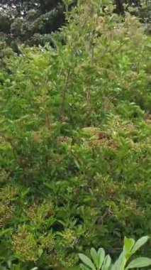 İngiltere Yerel Parkı Büyük Britanya