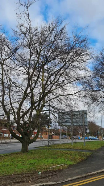 Inglaterra Reino Unido Enero 2023 Trees Road — Foto de Stock